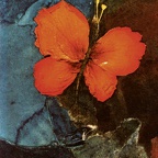 Nyirady Christine · 03 · „Butterfly“ · Collage mit Rosenblättern auf Leinwand · 8,5 x 11 cm · 1980